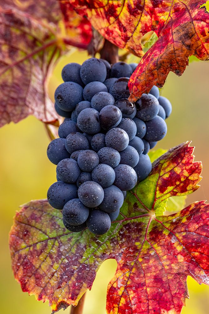 Mature pinot noir grapes on the vine at Yamhill Valley Vineyards near McMinnville-Oregon-USA